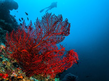 Trophic Levels of Coral Reefs