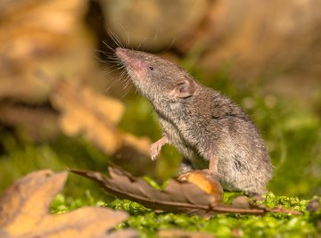 What Do Shrews Eat? | Sciencing