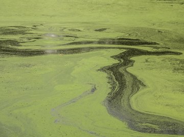 What Are Algae Blooms?