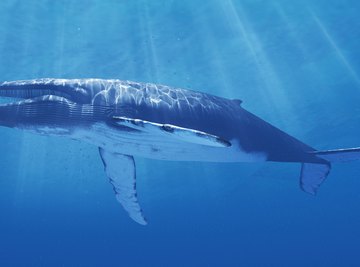 Turns out, blue whales are pushing the limits of their heart capacity.