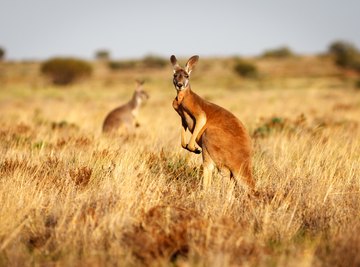 What Is a Semi-Arid Climate