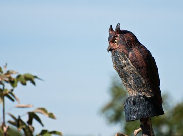 How Does a Fake Owl Work to Scare Birds Away