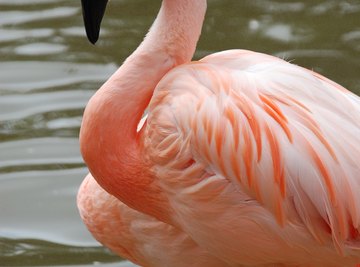 Have you seen the pink flamingos in the Florida Keys? Residents