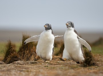 How Do Penguins Feed Their Chicks?