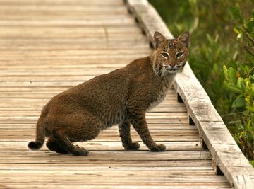 Facts on Wild Bobcats in Florida | Sciencing