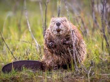 What Does a Beaver Eat Sciencing