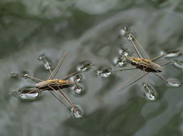 Surface tension allows some insects to walk on water.