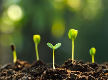 Life Cycle of a Plant for Kindergarten