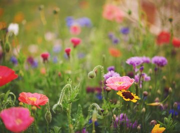 Why Are Flowering Plants Important to the Earth & Humans? | Sciencing