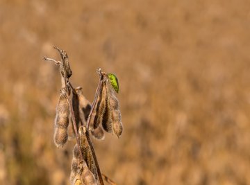 Fun Facts About Stink Bugs for Kids