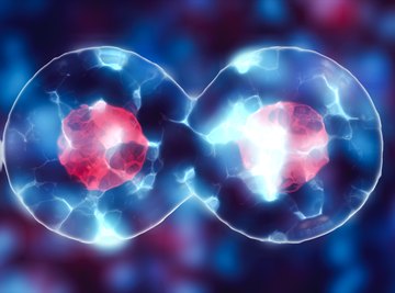 Osmosis & Cell Structure