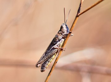 Characteristics That Grasshoppers & Crayfish Share