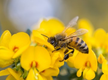 Advantages & Disadvantages of Honeybees