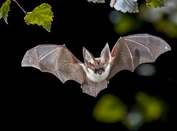 Life Cycle of Bats