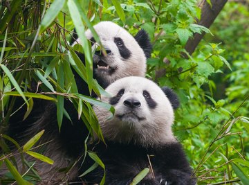 Animals of the Bamboo Forest