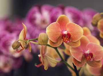 Can Orchid Flowers Change Color?