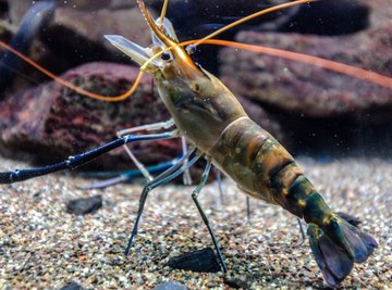 live prawn in aquarium