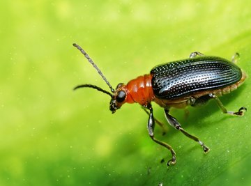 How to Identify Beetles in Ontario, Canada