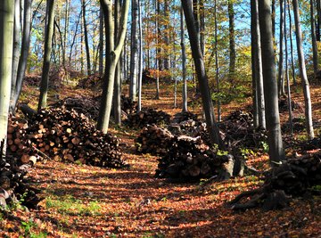 The Effects of Forest Degradation on Ecosystems