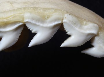 How to Hunt for Shark Teeth in Nags Head, North Carolina