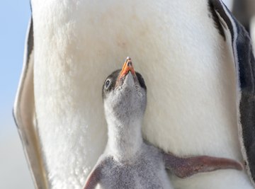 One of Antarctica's biggest penguin colonies was just decimated, thanks to climate change