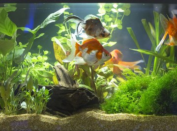 How to Raise the Alkalinity in a Freshwater Aquarium