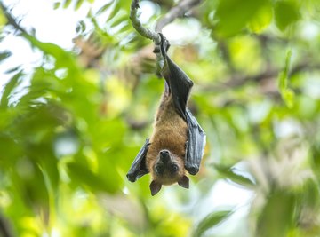 Fruit-eating bats in the family Pteropodidae are commonly called flying foxes.