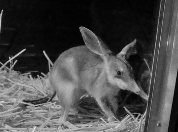 Bilbies Life Cycle