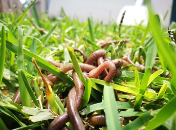 Differences Between Earth Worms and Compost Worms