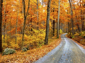 temperate deciduous forest spring