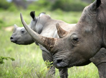 What Is the Horn of a Rhino Made Of