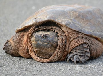How to Determine the Age of Snapping Turtles