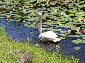 Differences Between Ponds & Oceans for Preschoolers