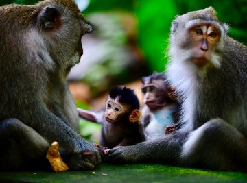 Scientists have found a way to control neural activity in monkeys using artificial intelligence.