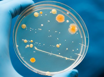 Nutritional Types of Bacteria