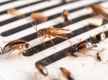 Cockroaches are becoming the new superbugs.