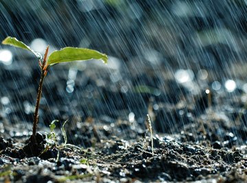 Heavy rain can, surprisingly, trigger plant stress.