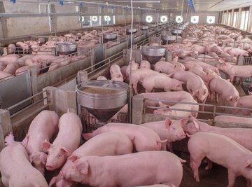 African swine fever is killing millions of pigs