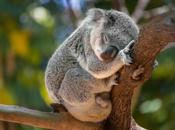 The latest wildfires have devastated the koala population in Australia.