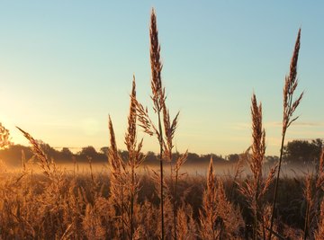 Names of Plants That Live in Grasslands