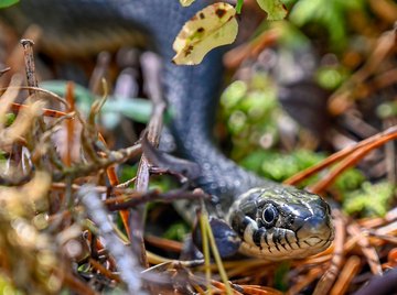 Species of Snakes in Maine