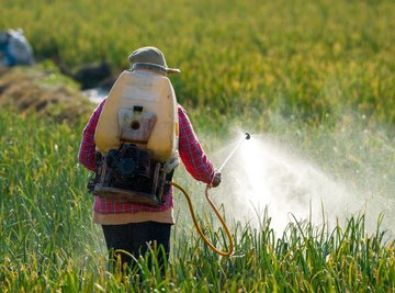 The EPA chose not to ban chlorpyrifos, a pesticide linked to brain damage.