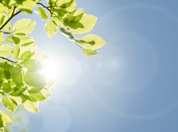 Why Do Plants Need the Sun?