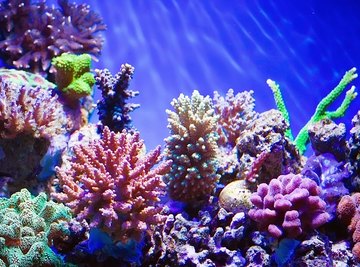 How Do Coral Reefs Move?