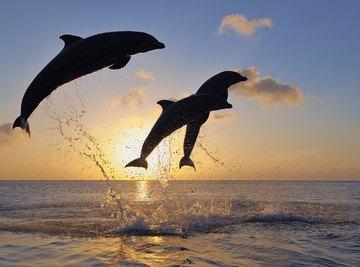 A dolphin jumps out of the water to catch a ball