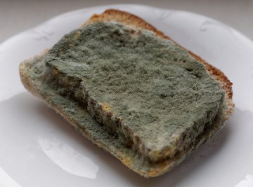 What to do when you see mold on your food