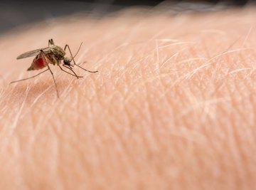 Positive Effects of Mosquitoes