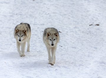 Grey wolves are one of a few animals that mate for life.