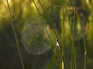 How to Identify a Spider by Web Pattern