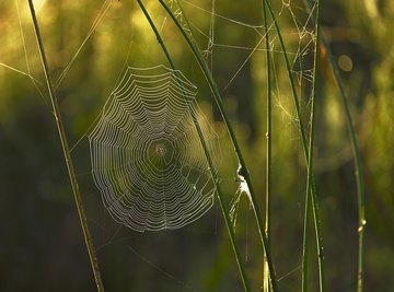 The Different Types Of Spider Webs, spider 